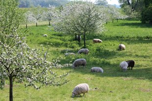 Schafe auf einer Streuobstwiese hinterm Elbdeich © Andrea Schmidt