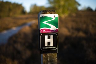 Heidschnuckenweg am Wietzer Berg, Landkreis Celle © Anna-Kristina Bauer Heidschnuckenweg am Wietzer Berg, Landkreis Celle © Anna-Kristina Bauer